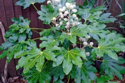 Fatsia Japonica Plant Care & u0026 Полное руководство по выращиванию картинки