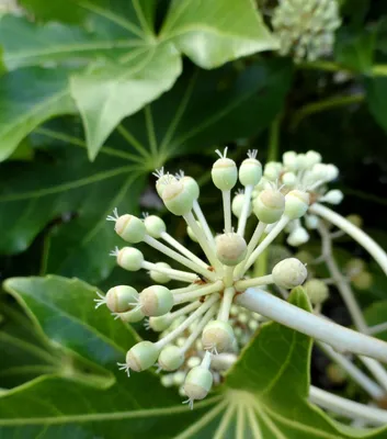 опасный сад: Fatsia japonica... мое любимое растение в саду на этой неделе... картинки