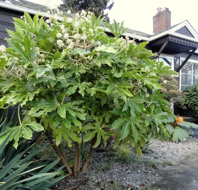 опасный сад: Fatsia japonica... мое любимое растение в саду на этой неделе... картинки