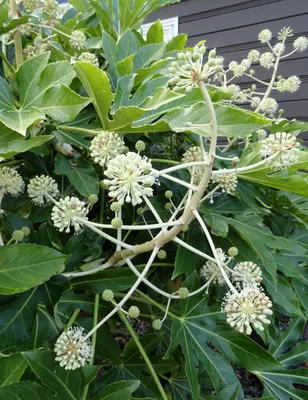 Fatsia Japonica - у нас была одна, которую заполонили паутинные клещи. Описание с сайтаangergarden.blogspot.co.nz. Я ищу… | Fatsia japonica, Растения, Блог о садоводстве картинки