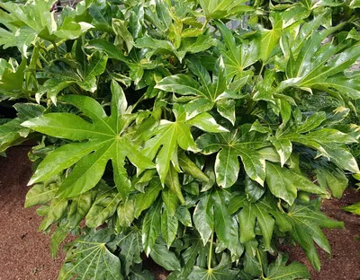 Как выращивать и ухаживать за кустарником Fatsia Japonica | Садоводство картинки