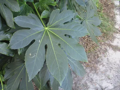 Fatsia japonica (Бумажное растение с большими листьями, Фиговый лист пальмы, Рисовое дерево Формоза, Растение с глянцевыми листьями, Японская аралия, Японская фатсия, Бумажная фабрика) | Набор инструментов для садовых растений Северной Каролины картинки