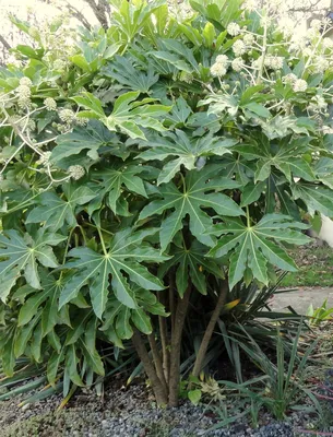 опасный сад: Fatsia japonica... мое любимое растение в саду на этой неделе... картинки