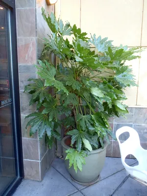 Fatsia japonica (Бумажное растение с большими листьями, Фиговый лист пальмы, Рисовое дерево Формоза, Растение с глянцевыми листьями, Японская аралия, Японская фатсия, Бумажная фабрика) | Набор инструментов для садовых растений Северной Каролины картинки