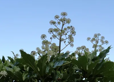 опасный сад: Fatsia japonica... мое любимое растение в саду на этой неделе... картинки