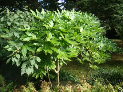 Fatsia japonica - Аралия японская - Питомник Jurassicplants картинки