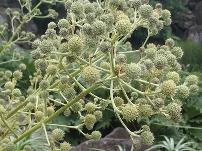 Файл:Eryngium paniculatum P2051286.jpg — Викисклад картинки