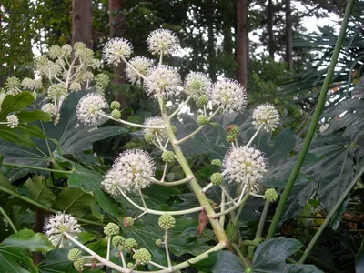 ACTUALITE DU MONDE VEGETAL JAPONAIS: ГАЛЕРЕЯ ФОТОГРАФИЙ ЯПОНСКОЙ ФАЦИИ картинки