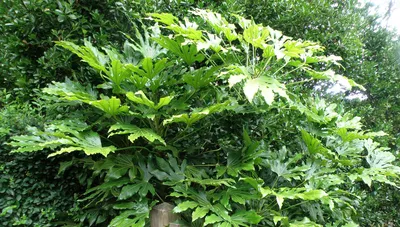 Fatsia japonica - Марк Макни картинки