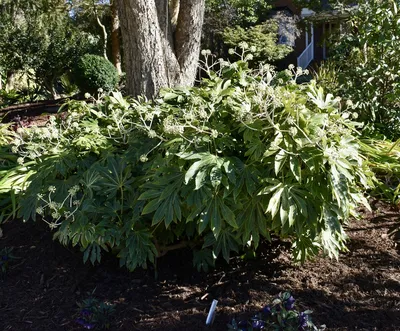 Fatsia japonica (Бумажное растение с большими листьями, Фиговый лист пальмы, Рисовое дерево Формоза, Растение с глянцевыми листьями, Японская аралия, Японская фатсия, Бумажная фабрика) | Набор инструментов для садовых растений Северной Каролины картинки