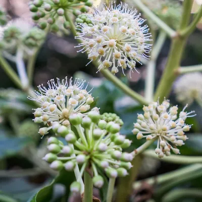 Fatsia Japonica Outdoor Large Castor Oil Plant Выносливые многолетние кустарники Высокие садовые растения Вечнозеленая листва Готова к посадке в горшки Горшок 1 x 17 см от Thompson \u0026 Morgan : Amazon.co.uk: Garden картинки