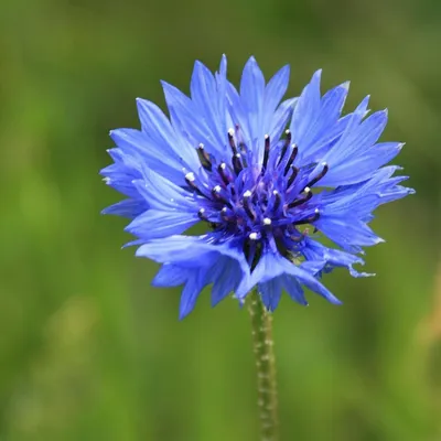 Купить василек Centaurea cyanus: Доставка в Waitrose Garden картинки