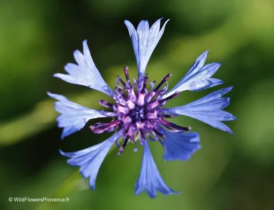 Centaurea montana - дикий в Провансе картинки