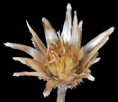 Centaurea cyanus (василек садовый): Go Botany картинки