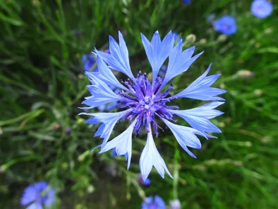 Файл:Centaurea cyanus L. (7477567080).jpg — Викисклад картинки