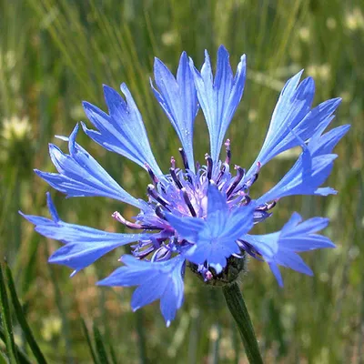 Centaurea cyanus (василек садовый): Go Botany | Bleuet fleur, Bleuet, Fleurs sauvages картинки