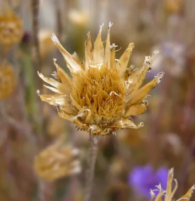 Centaurea cyanus (василек садовый): Go Botany картинки