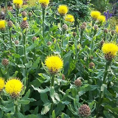 Outsidepride Centaurea Cornflower Macrocephala Wild Flowers - 1000 Семена картинки