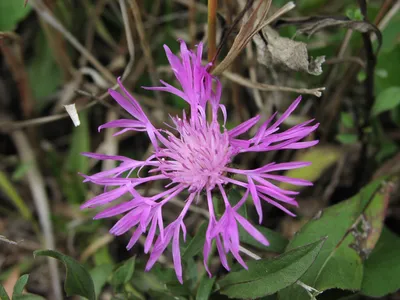 Полевой цветок: василек черный (Centaurea nigra), велосипедная дорожка Ставича картинки