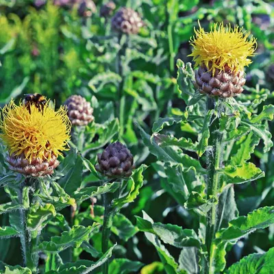 Centaurea Macrocephala Семена многолетнего засухоустойчивого василька садового картинки