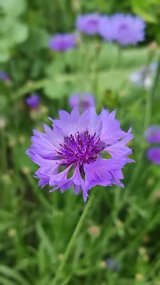 Премиум Фото | Синий василек (centaurea cyanus) на естественном зеленом фоне овощей в саду или в поле. фон для открыток. баннер. обои или экранная заставка для вашего телефона. картинки