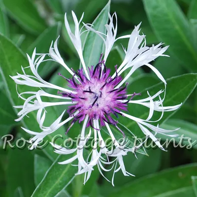 Centaurea montana 'Purple Heart' - кустовые розы картинки