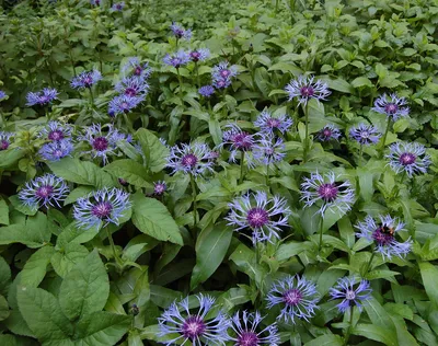 Многолетняя холостяцкая пуговица - Centaurea montana - Quart Pot - Hirt's Gardens картинки