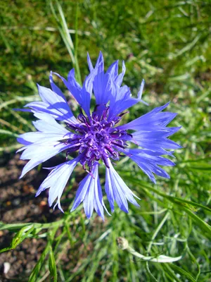 Файл:Centaurea cyanus 'василек' 2007-06-02 (цветок).jpg — Wikimedia Commons картинки