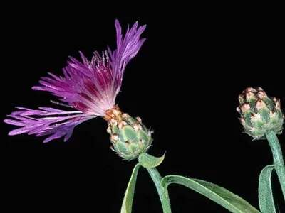 Профиль Centaurea diluta - Калифорнийский совет по инвазивным растениям картинки