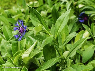 Centaurea montana - дикий в Провансе картинки