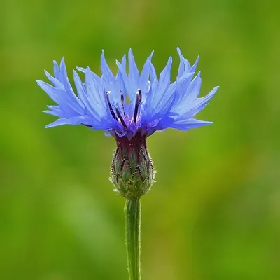 Купить василек Centaurea cyanus: Доставка в Waitrose Garden картинки