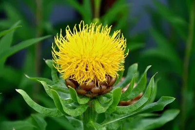 Riesenflockenblume großköpfige Flockenblume - Centaurea macrocephala günstig kaufen картинки