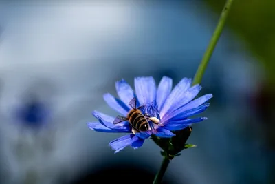 Страница 7 | Centaurea Flower Изображения - Скачать бесплатно на Freepik картинки