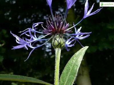 Василек многолетний, Centaurea montana - Цветы - NatureGate картинки