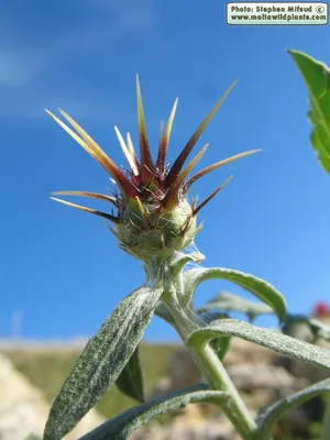 Centaurea nicaeensis (средиземноморский звездчатый чертополох): MaltaWildPlants.com - онлайн-флора Мальтийских островов. картинки