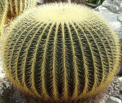 Portal Cool Golden Barrel Cactus Echinocactus Grusonii Golden Ball Round Juicy 5 Seeds : Amazon.de: Garden картинки