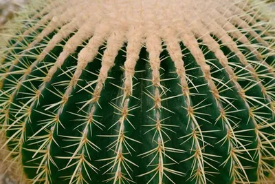 Премиум Фото | Echinocactus grusonii или кактус с золотой бочкой без цветов крупным планом картинки