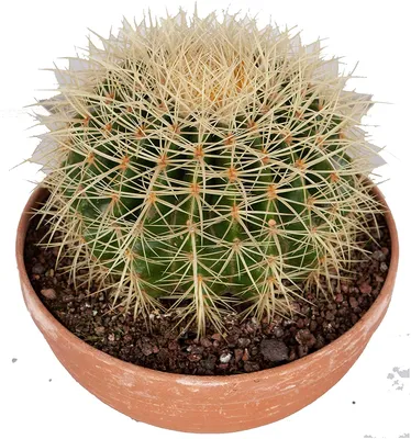 Ботанический кактус - кактус с золотым шаром - высота: 25 см - Echinocactus Grusonii : Amazon.de: Garden картинки