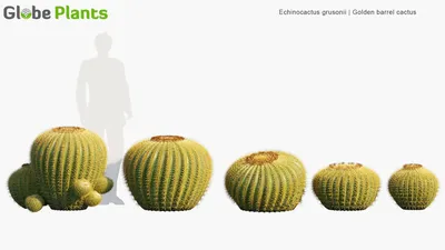 Echinocactus Grusonii - Кактус с золотой бочкой, 3D модель "Золотой шар" картинки