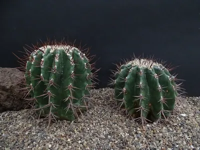 Фото: Echinocactus platyacanthus PP230 Left Right ingens | Кактус Эхинокактус + Ферокактус. альбом | Cok Grootscholten Сочный мир .. | Fotki.com, обмен фотографиями и видео стал проще. картинки