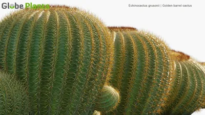 Echinocactus Grusonii - Кактус с золотой бочкой, 3D модель "Золотой шар" картинки