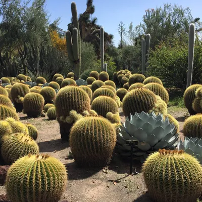 Echinocactus grusonii - Кактус с золотой бочкой | ЗаводМастер картинки