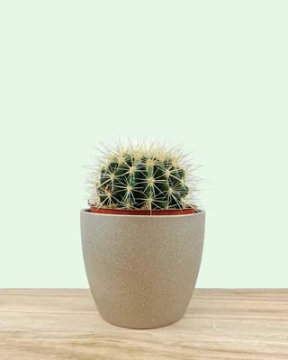 Эхинокактус Грусонии — Cactus en Ligne картинки