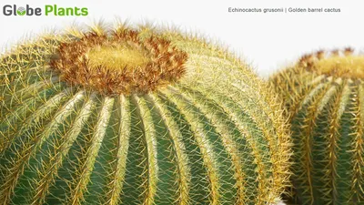 Echinocactus Grusonii - Кактус с золотой бочкой, 3D модель "Золотой шар" картинки