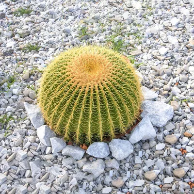 Кактус золотой бочонок (Echinocactus grusonii) - 20 семян – Rare Plant World картинки