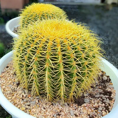 Золотая бочка | Echinocactus Grusonii – Cape Garden Online картинки