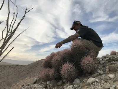 Echinocactus polycephalus: необычные фотографии, демонстрирующие его в естественной среде обитания картинки