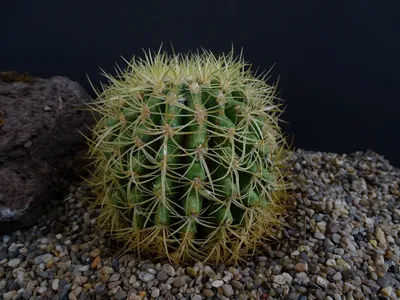 Фото: Echinocactus grusonii против tortulosus | Кактус Эхинокактус + Ферокактус. альбом | Cok Grootscholten Succulent World .. картинки