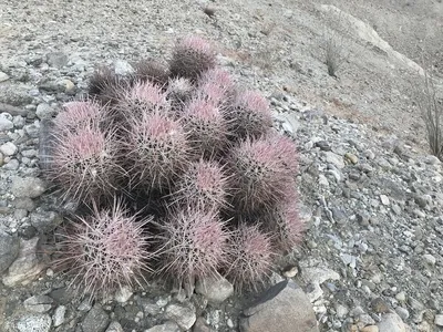 Echinocactus polycephalus: необычные фотографии, демонстрирующие его в естественной среде обитания картинки