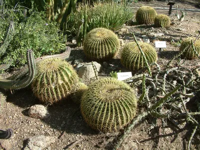 Echinocactus grusonii - Кактус с золотой бочкой | ЗаводМастер картинки